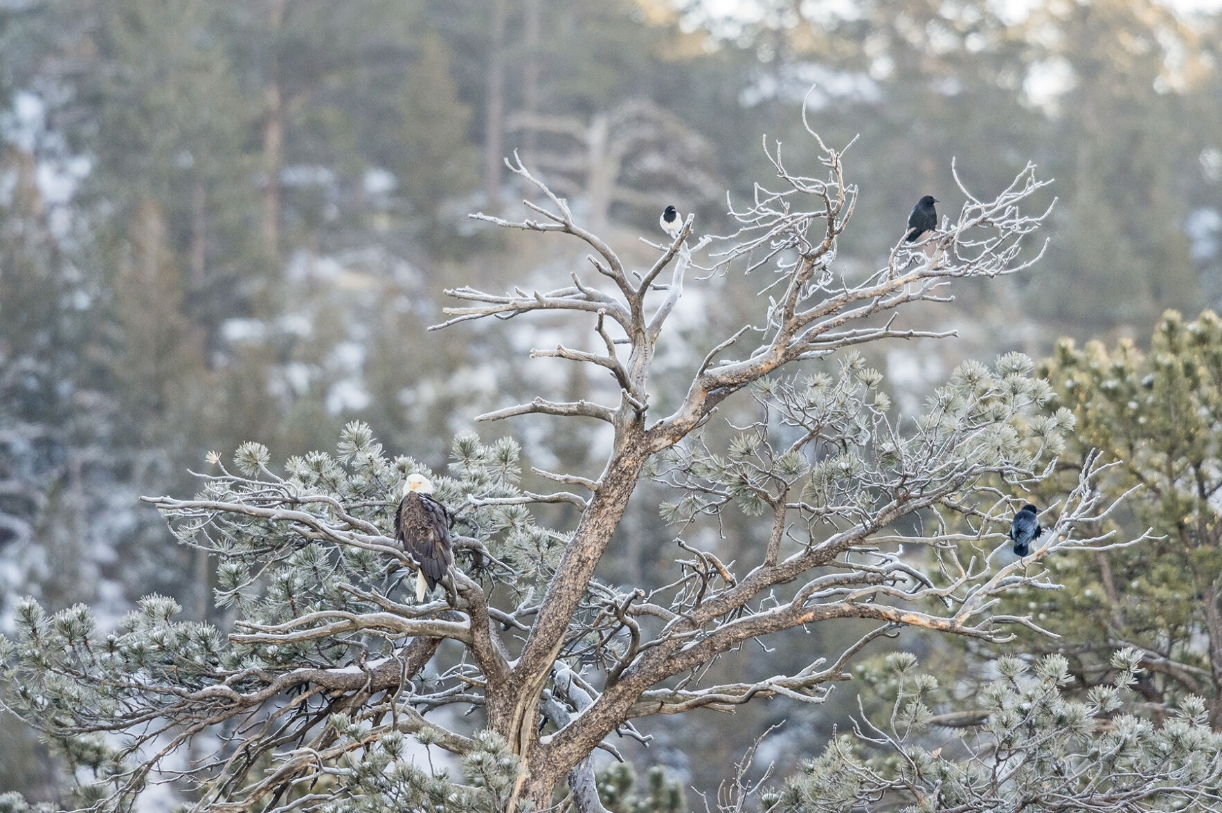 Birds at carcass EstesPark